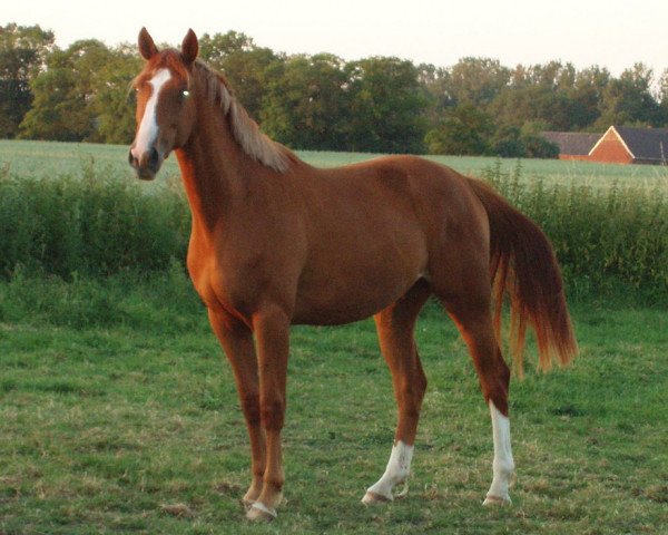 Zuchtstute Pandoliera (Westfale, 2004, von Praktiker)