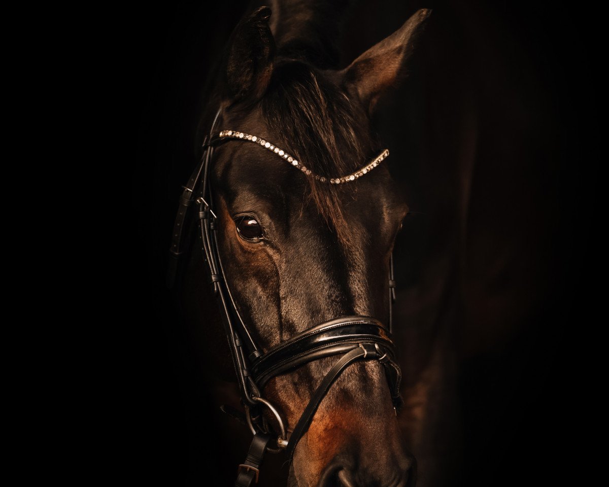 Dressurpferd One Dream 2 (Oldenburger, 2010, von Olympic Fire 5)