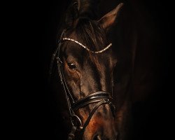 dressage horse One Dream 2 (Oldenburg, 2010, from Olympic Fire 5)