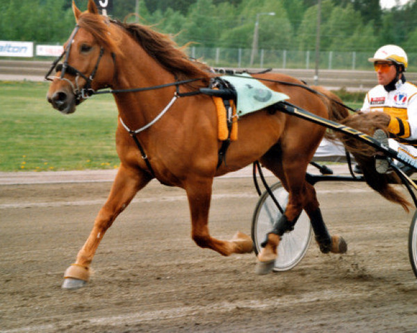 Deckhengst Viesker 1228-89J (Finnisches Zugpferd, 1989, von Vokker 662-72J)