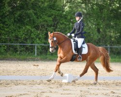 dressage horse Odin 443 (Deutsches Reitpony, 2018, from High Flow's Oxford)