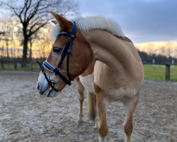 broodmare Britta 139 (Luxembourg Pony, 2007, from Baumeister)