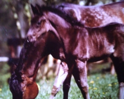 Pferd Hilal El Shedahn ox (Vollblutaraber, 1989, von Haram Ibn Halima ox)