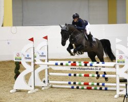 jumper Dark Chocolate I (German Sport Horse, 2017, from Diamant de Landor)