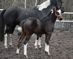 horse Del Diablo (Polnisches Warmblut, 2022, from Pedro)