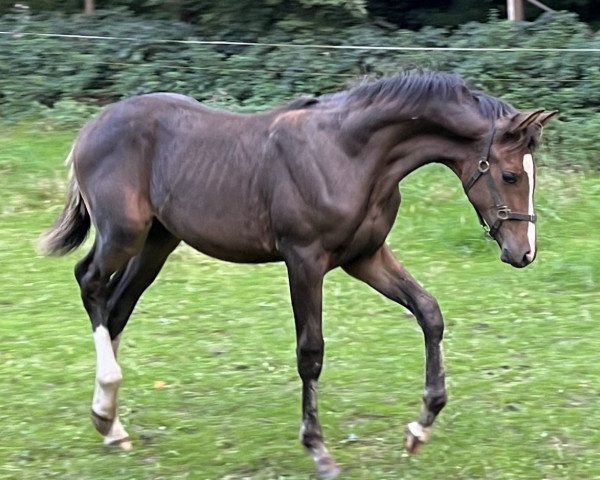 jumper Balouco M (German Sport Horse, 2022, from Baloutaire PS)