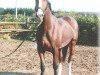 broodmare Passion 24 (Westphalian, 2003, from Praktiker)