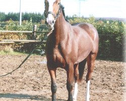 broodmare Passion 24 (Westphalian, 2003, from Praktiker)