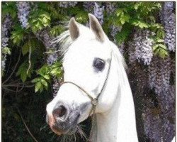 horse Nahdif ox (Arabian thoroughbred, 1989, from Al Metrabbi ox)