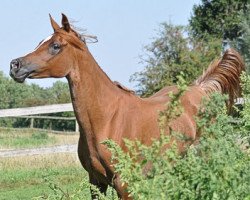 broodmare Nea Pharaah Romanaa ox (Arabian thoroughbred, 2003, from Abu Arab EAO)