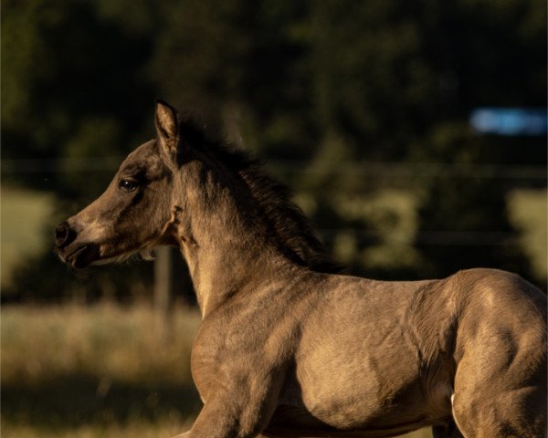 jumper Copacabana-Coco (German Riding Pony, 2022, from Cadlanvalley Sir Ivanhoe)