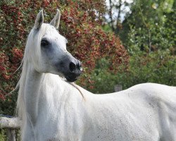 horse Phateemah al Masri ox (Arabian thoroughbred, 2011, from Majeed Suhail PG ox)