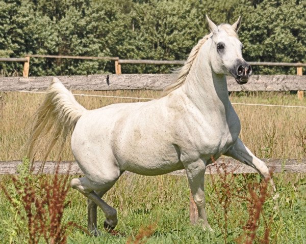 Pferd Nea Amani ox (Vollblutaraber, 2000, von Abu Arab EAO)