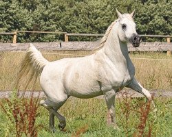 horse Nea Amani ox (Arabian thoroughbred, 2000, from Abu Arab EAO)