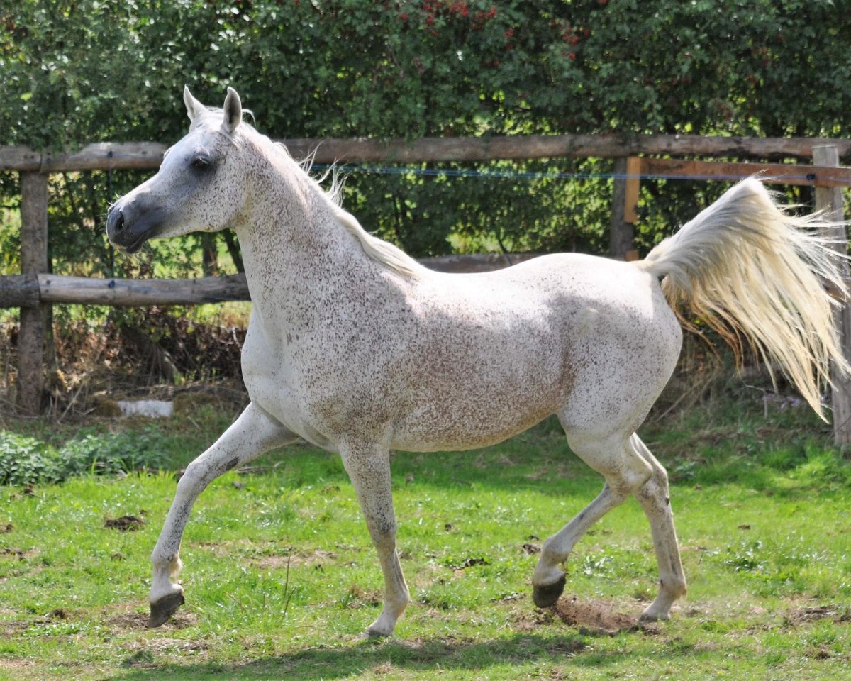 broodmare Nea Ramzeyya Nurel Tai ox (Arabian purebred, 2004, from Ansata Ramesses ox)