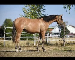 dressage horse Anwar‘s Jafjálla (German Riding Pony, 2021, from Daddy Cool)