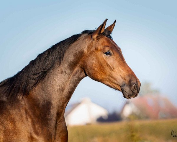 dressage horse Birkenlunds Jamíramis (German Riding Pony, 2019, from Daddy Cool)