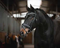 Pferd Kazarnova (Polnisches Warmblut, 2014, von Rulon)