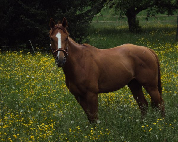 horse Sueno SWI xx (Thoroughbred, 2006, from Okawango xx)