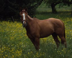 horse Sueno SWI xx (Thoroughbred, 2006, from Okawango xx)