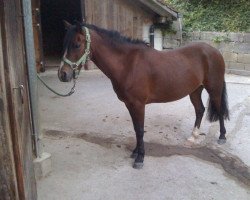 Pferd Sherry (Welsh Pony (Sek.B), 1999, von Oakland)