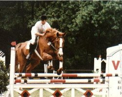 horse Gilbert (Hanoverian, 1987, from Gelria)