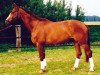 horse Astral (Hanoverian, 1990, from Amarillo)