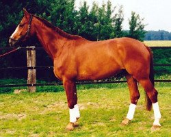 horse Astral (Hanoverian, 1990, from Amarillo)