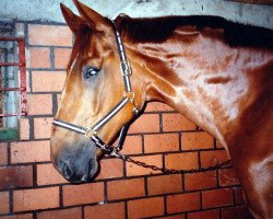 jumper Alegro (Hanoverian, 1988, from Afrikaner)