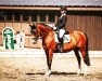 dressage horse Primera (Saxony-Anhaltiner, 2000, from Paparazzo)