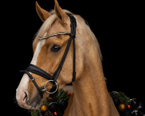 Dressurpferd Nobel Norbert JF (Deutsches Reitpony, 2016, von Fs Numero Uno)