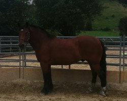 horse Sammy (South German draft horse, 2009, from Schlawiner)