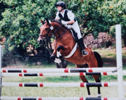 Zuchtstute Maja al Halima (Arabo-Haflinger, 1984, von Haram Ibn Halima ox)