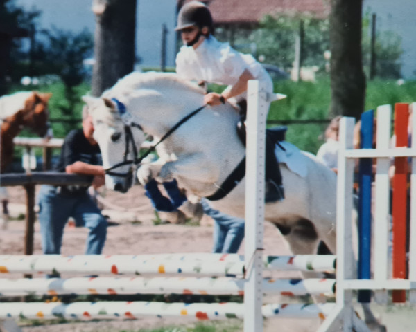 Pferd Silver 74 (Deutsches Reitpony, 1986)