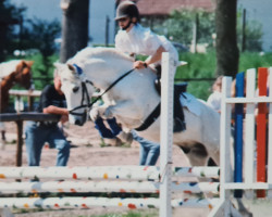 horse Silver 74 (German Riding Pony, 1986)