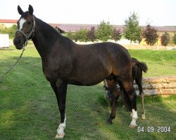 broodmare Pina Colada (Hessian Warmblood, 1993, from Primar)