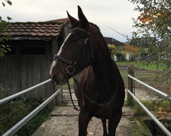 broodmare Amira (Sachs-door. Heavy Warmbl., 2016, from Celsius)