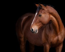 dressage horse Number One 41 (KWPN (Royal Dutch Sporthorse), 2013, from Numero Uno)