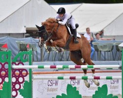 stallion Contact du Rouet (Oldenburg show jumper, 2014, from Conthargos)