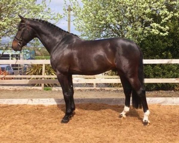 jumper Jannan S (KWPN (Royal Dutch Sporthorse), 2014, from Kannan)