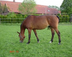 broodmare Priska (Rhinelander, 1996, from Picadeur)