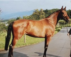 jumper Daylight VIII (Czech Warmblood, 2004, from Ladinos)