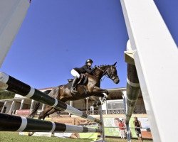 jumper Vampir (German Riding Pony, 2014, from Valido's Highlight)