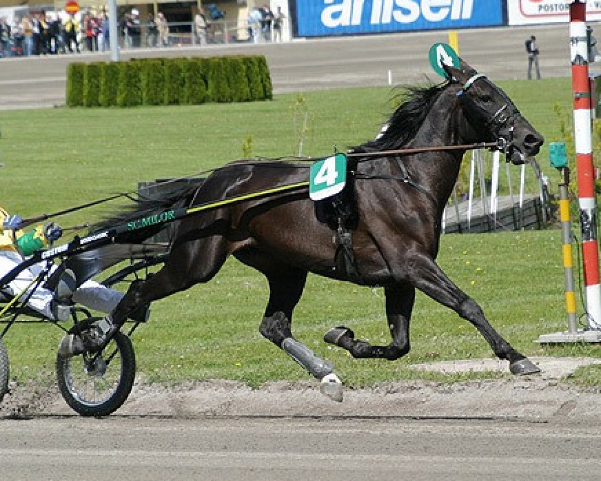 stallion Civil Action VB-562 (US) (American Trotter, 1999, from Pin Chip J-8637 (US))