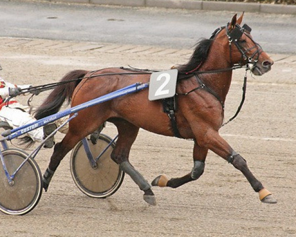 stallion Algiers Hall 1A-480 (US) (American Trotter, 2003, from Conway Hall PL-382 (US))