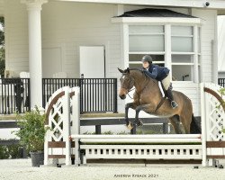 jumper Quinn 48 (Holsteiner, 2012, from Quidam de Revel)