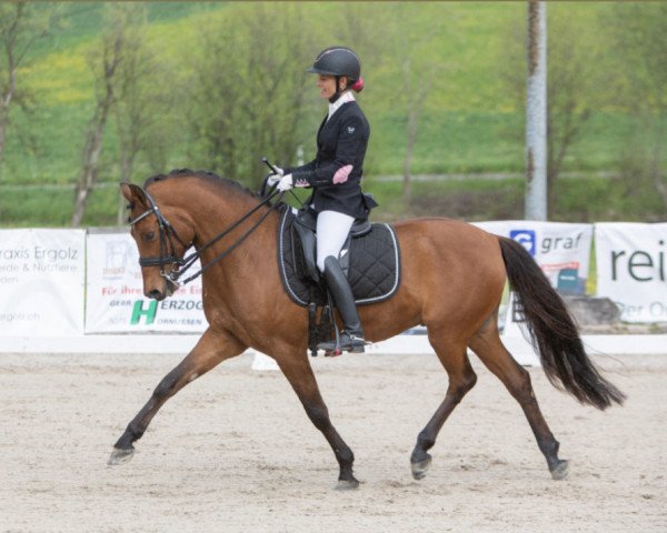 dressage horse No Limit Z (German Riding Pony, 2012, from Nemax)