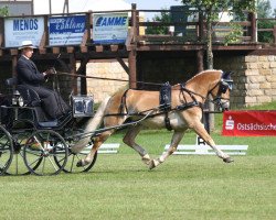 Pferd Moses 60 (Haflinger, 1999, von Midas-Hanja)