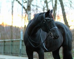 Springpferd Hercules 86 (Deutsches Sportpferd, 2013, von Hochmeister)