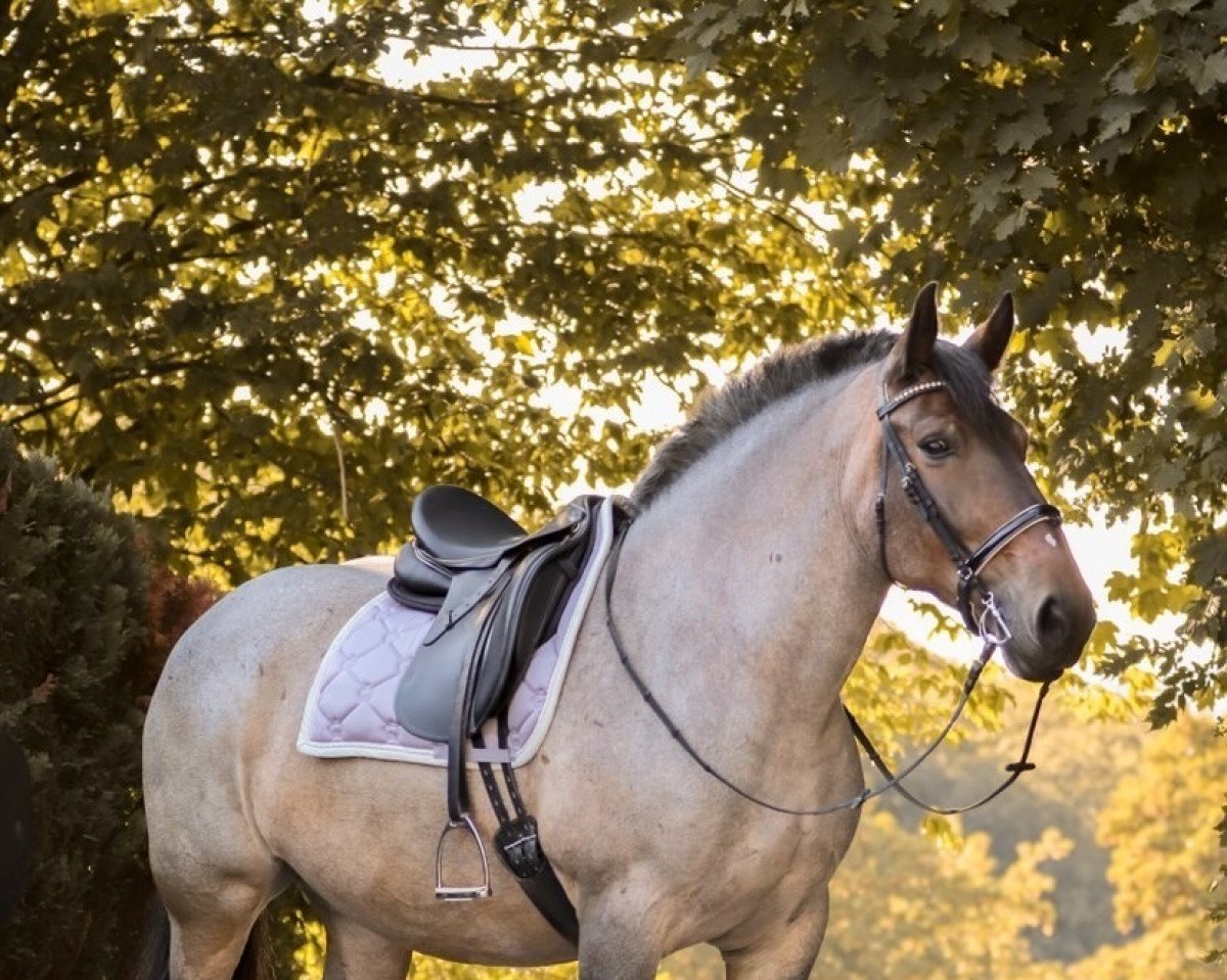 horse Arosa (Rhenish-German Cold-Blood, 2009, from Alex)